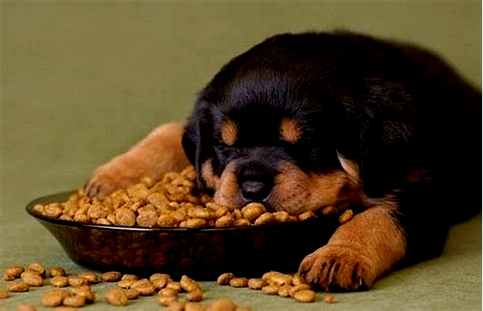 Will expensive food help my dog live longer?