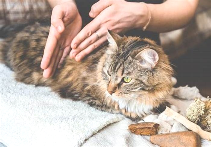 Will massaging my cat's stomach help constipation?