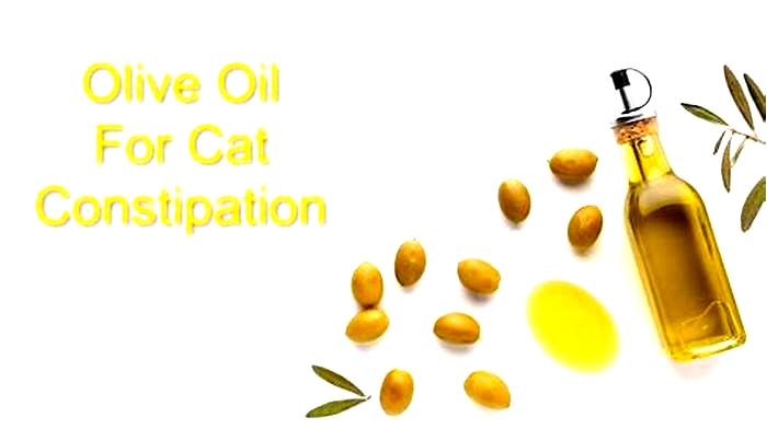 Will olive oil help my cat poop